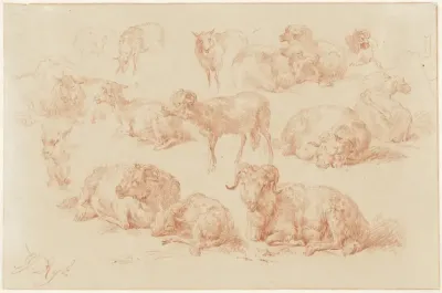 Studies van schapen