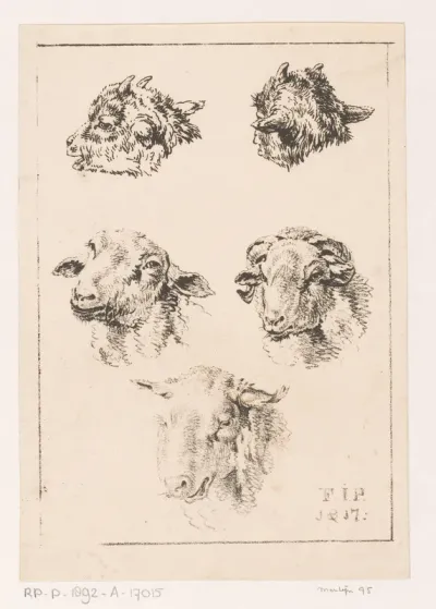Studies van schapen