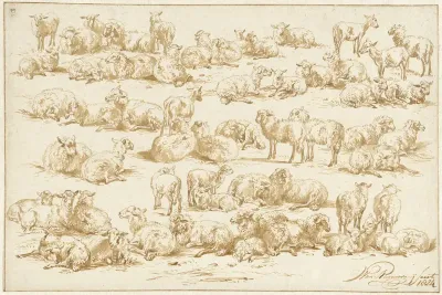 Studies van schapen
