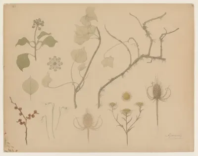 Studies van takjes, bloemen en distels