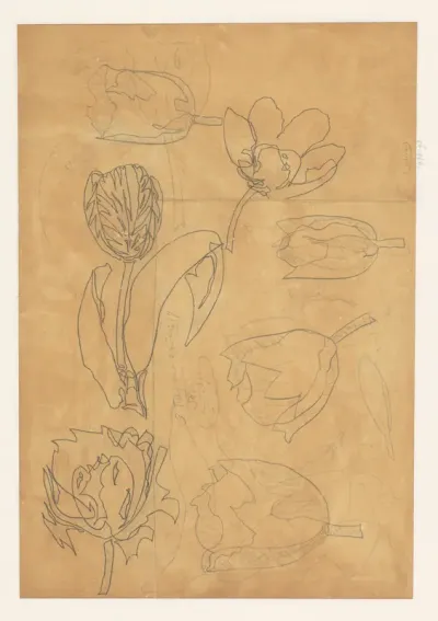Studies van tulpen
