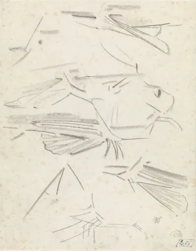 Studies van vinnen