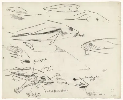 Studies van vissen