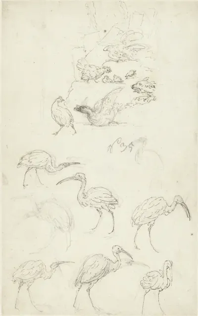 Studies van vogels