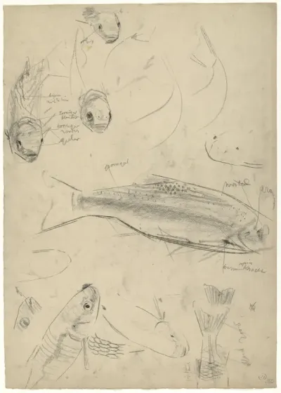 Studies van voorns, met kleurnotities