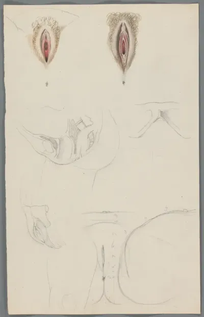 Studies van vulva's