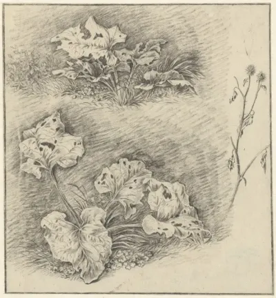 Studies van weideplanten
