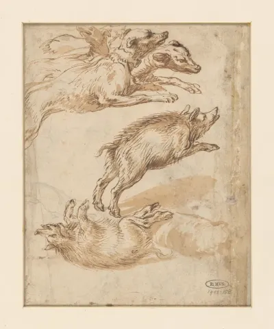 Studies van wilde zwijnen en een groep honden