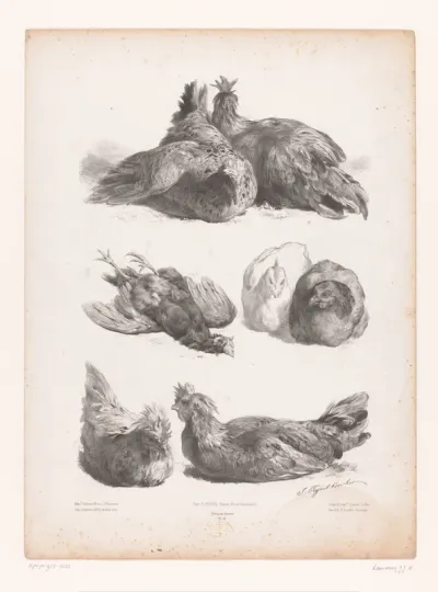 Studies van zes levende kippen en een dode kip