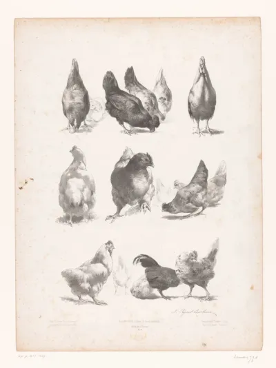 Studies van zestien kippen