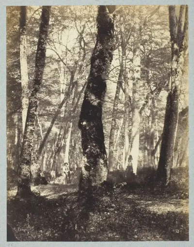 Study in the Barbizon Forest