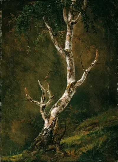 Study of a Birch Tree