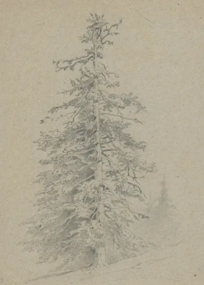 Study of a Coniferous Tree