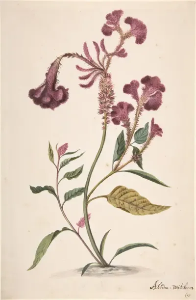 Study of a Crested Cockscomb (Celosia argentea cristata)