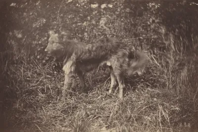 Study of a Dog