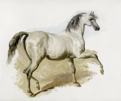 Study of a grey Arab mare