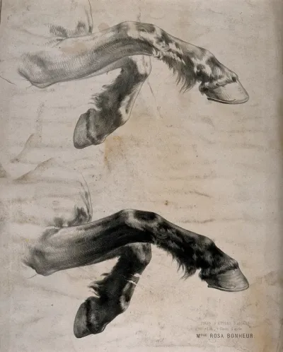 Study of a horse's front legs in motion: two figures