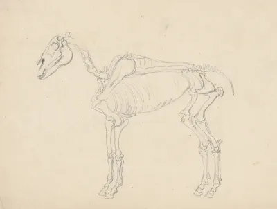 Study of a Horse Skeleton