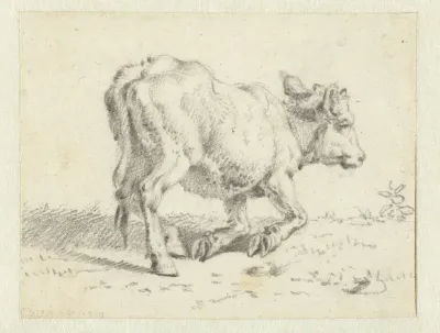 Study of a Kneeling Calf