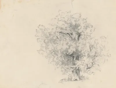 Study of a Leafy Tree