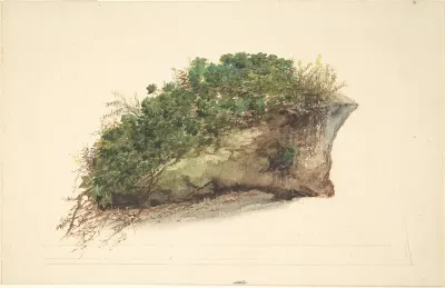 Study of a piece of turf