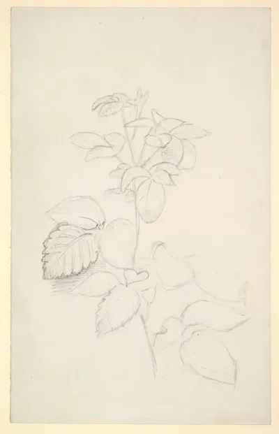 Study of a plant