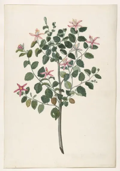 Study of a Plant with Red-Purple Flowers (Sebastiana africana purpurea)
