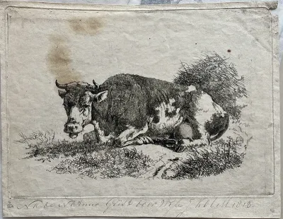Study of a Resting Cow