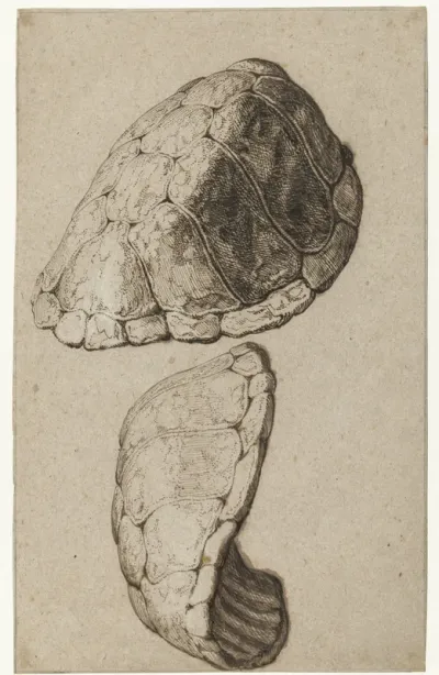 Study of a shell of a tortoise