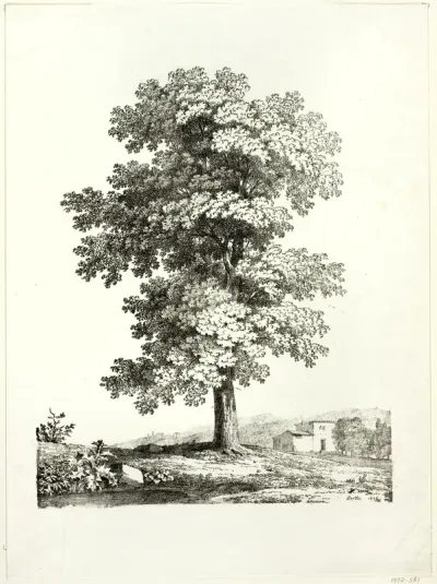 Study of a Tree