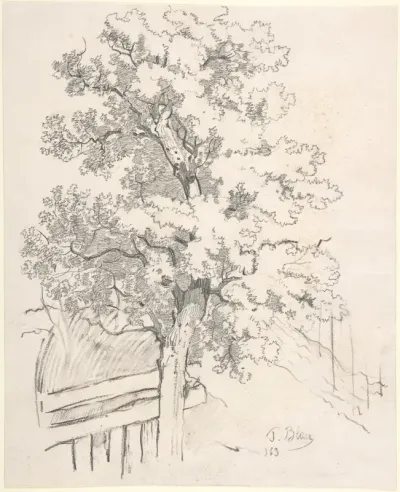 Study of a Tree