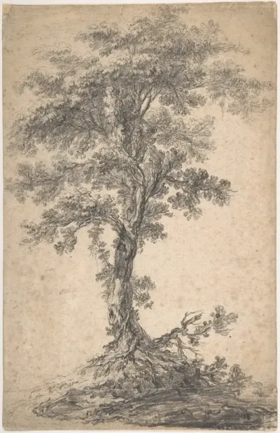 Study of a Tree