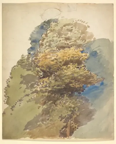 Study of a tree