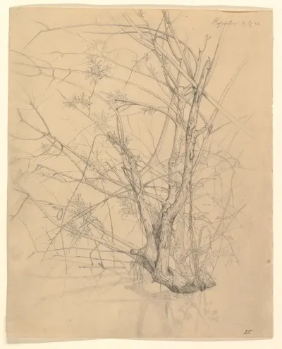 Study of a Tree Standing in Water in the Düsseldorf Hofgarten; verso: Studies of Plants