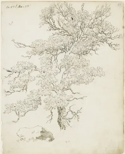 Study of a tree with a rock
