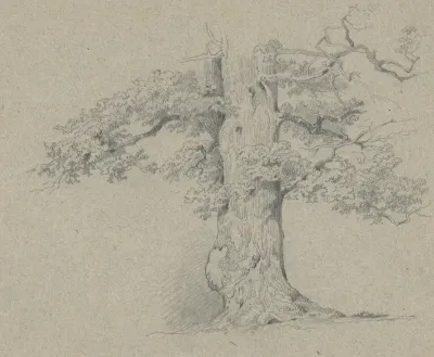 Study of an Old Deciduous Tree