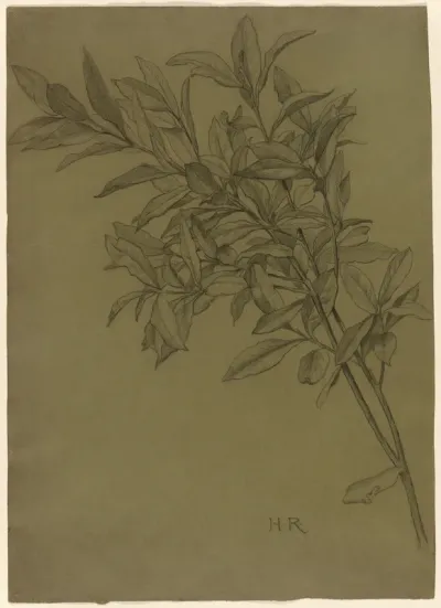 Study of Bay Leaves