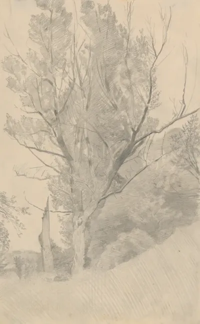 Study of Branched Out Leafy Tree