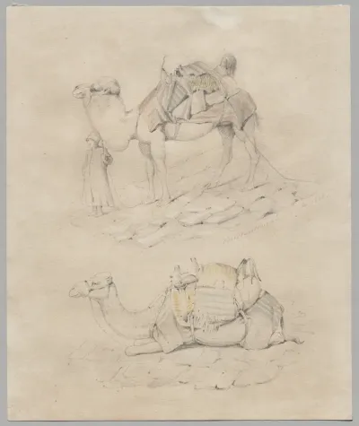 Study of Camels