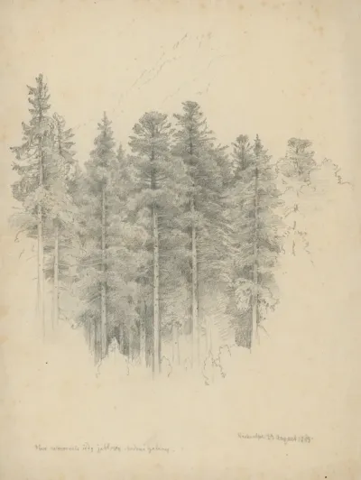 Study of Coniferous Trees