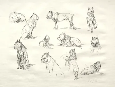 Study of Dogs