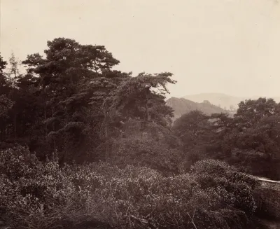 Study of Foliage