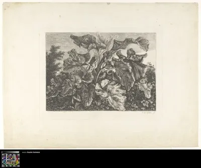 Study of giant vegetation