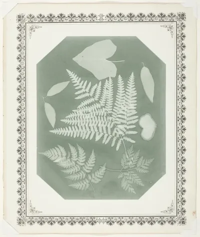 Study of Leaves
