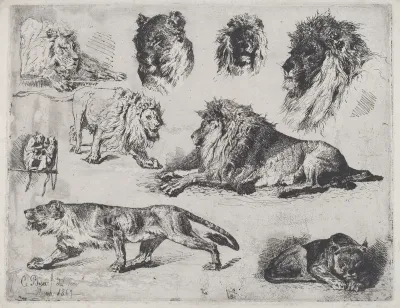 Study of Lions