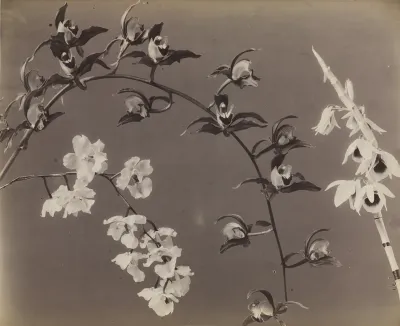 Study of Orchids