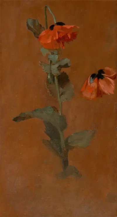 Study of Poppie