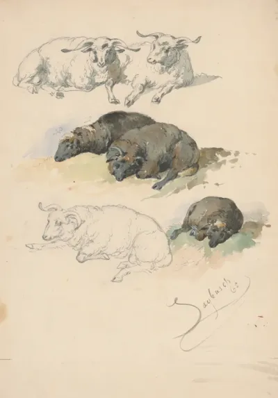 Study of Rams and Sheep