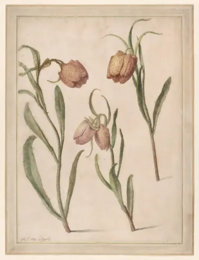 Study of Three Fritillaries