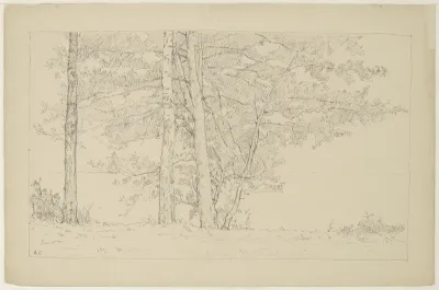 Study of Three Trees Bordering Water